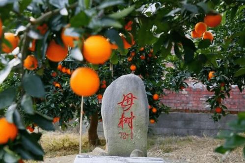有詩(shī)有橙有遠(yuǎn)方 奉節(jié)再登央視《中國(guó)詩(shī)詞大會(huì)》第六季